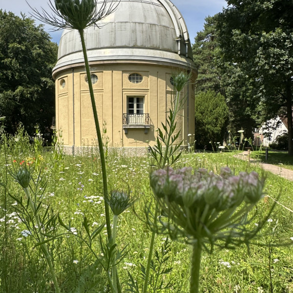 Astronomiepark in Hamburg: Ein Paradies f&uuml;r Wildbienen