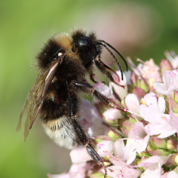 B&auml;rtige Kuckuckshummel nach 50 Jahren wieder in Berlin entdeckt