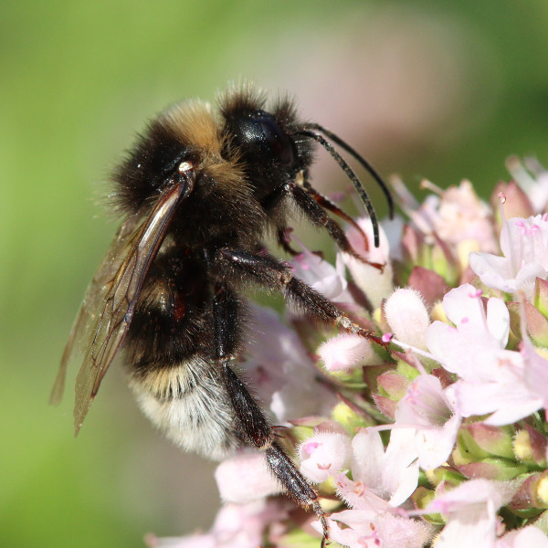 B&auml;rtige Kuckuckshummel nach 50 Jahren wieder in Berlin entdeckt