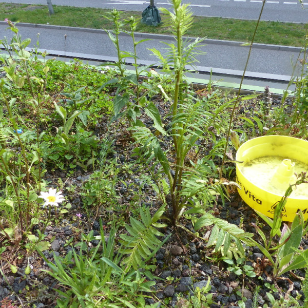 Begr&uuml;nte Fahrgastunterst&auml;nde - Beginn der Kartierungsarbeiten