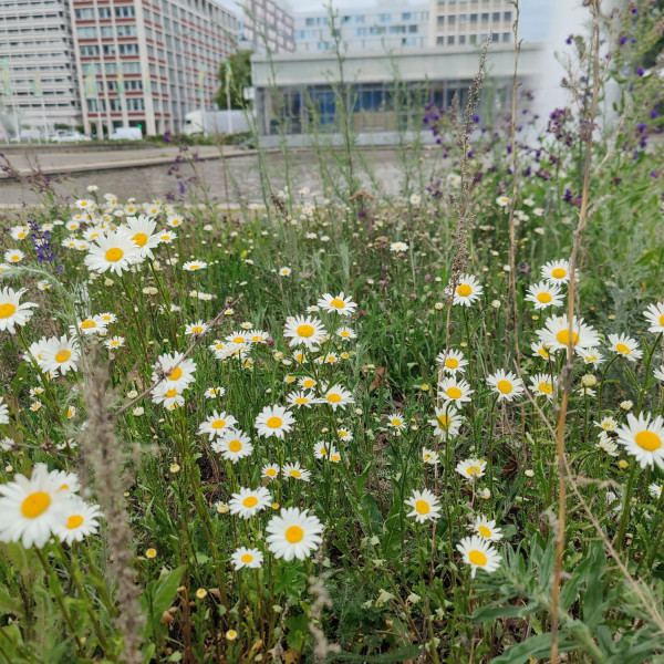 Berliner Wildbienenprojekt: Jahresr&uuml;ckblick 2025