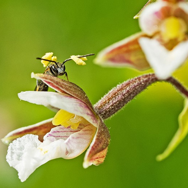 Bestäuberinsekten – Hintergründe und Begriffe