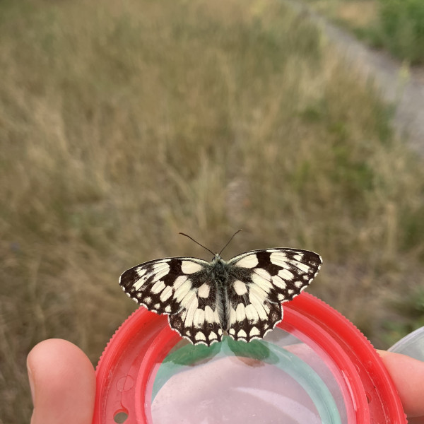 BIOBLITZ - Artenvielfalt im Biesenhorster Sand entdecken