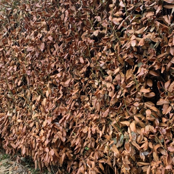 Braune Bl&auml;tter am Kirschlorbeer &ndash; Was gibt es f&uuml;r alternative Pflanzen?