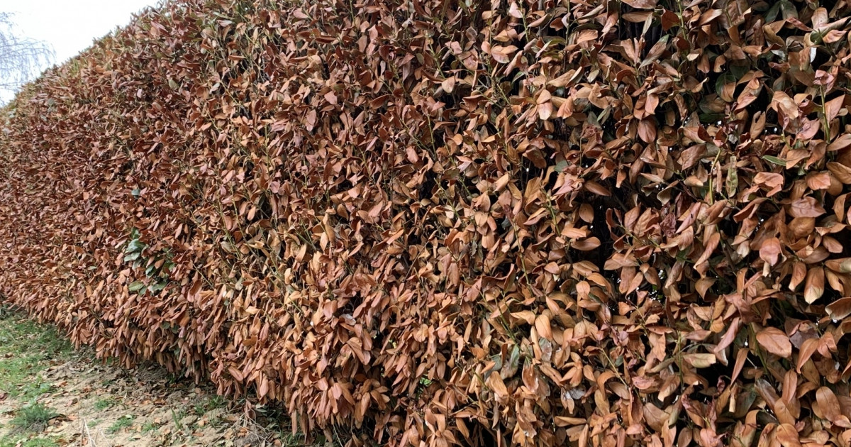 Braune Blätter am Kirschlorbeer Was gibt es für alternative Pflanzen