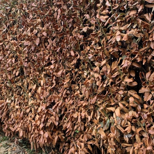 Braune Blätter am Kirschlorbeer – Was gibt es für alternative Pflanzen?