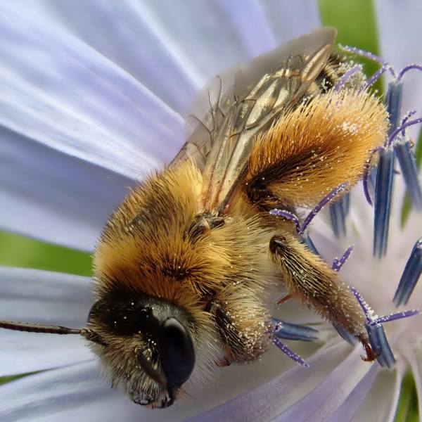 Das Wildbienenjahr 2021