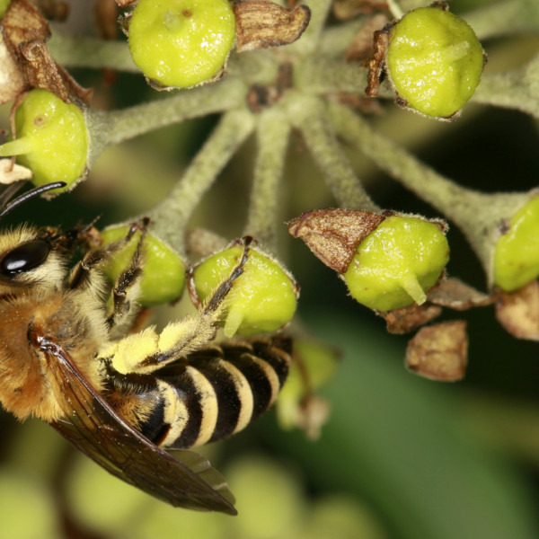 Der Bienenherbst &ndash; sp&auml;te Vielfalt