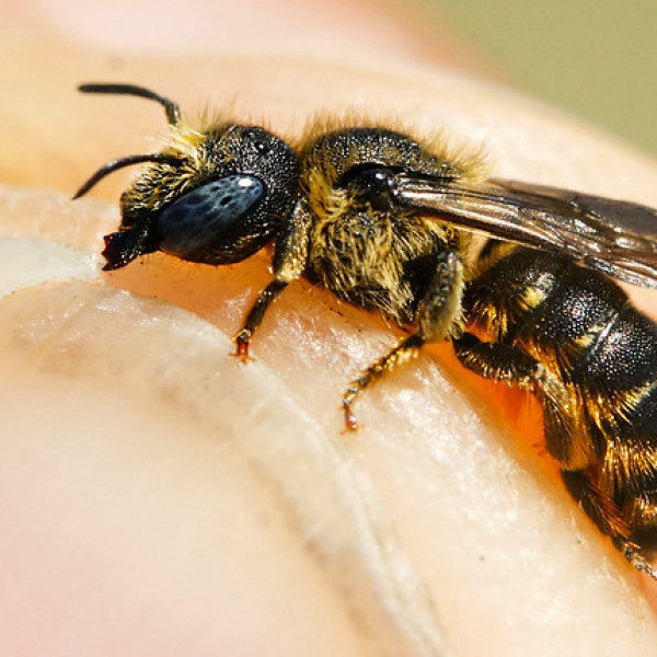 Ergebnisse der Wildbienenkartierung 2023