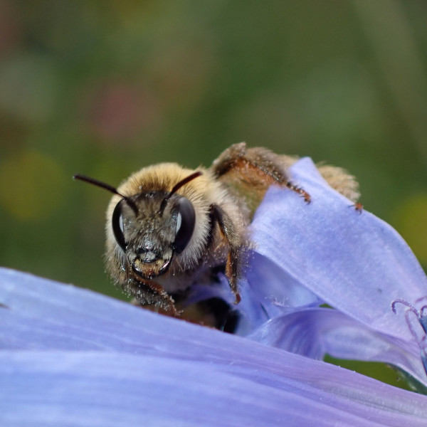 Ergebnisse der Wildbienenkartierung 2024