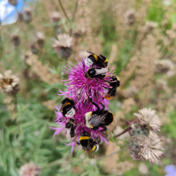 Ergebnisse der Wildbienenkartierung 2025