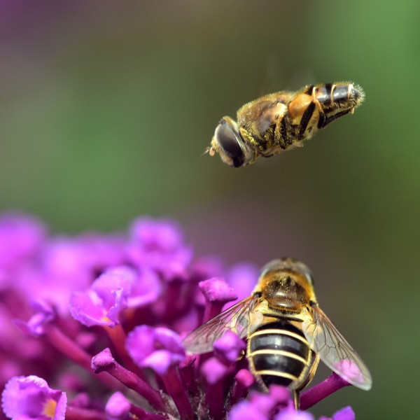 Extremer Rückgang auch bei Schwebfliegen nachgewiesen