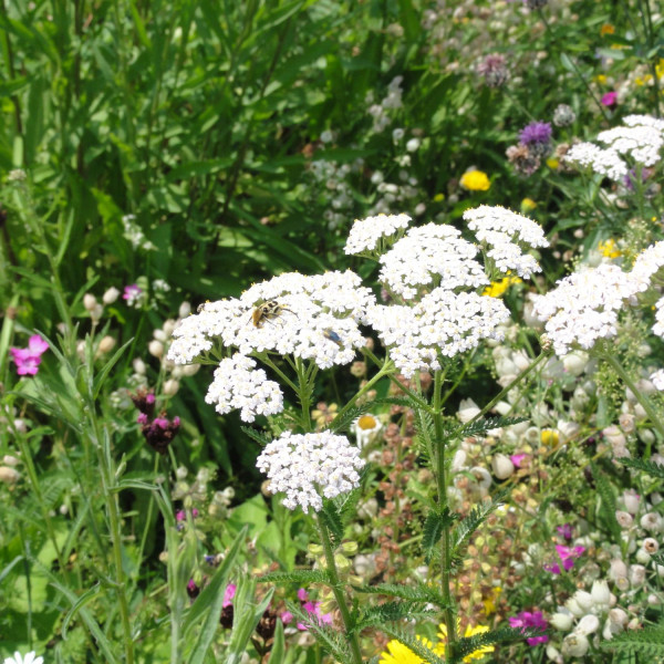 Ganztagsgrundschule Sternschanze Hamburg: Wildbienen- und Wespenfauna