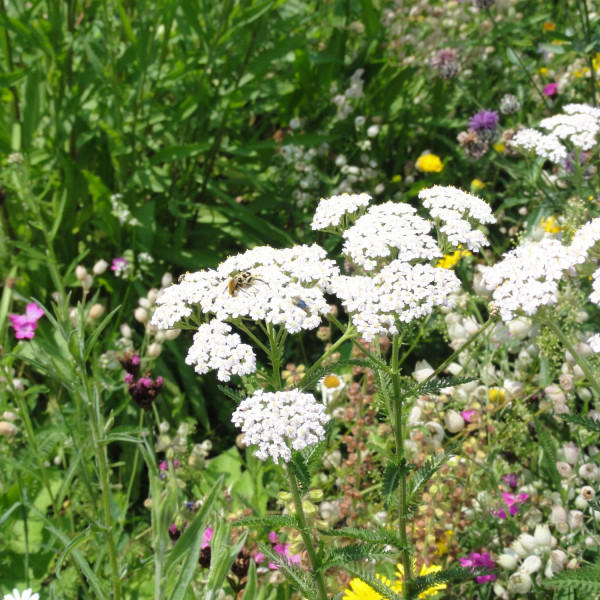 Ganztagsgrundschule Sternschanze Hamburg: Wildbienen- und Wespenfauna