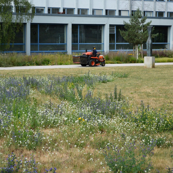 Kein Platz f&uuml;r Rasen: Warum bei der Mahd weniger gleich mehr ist