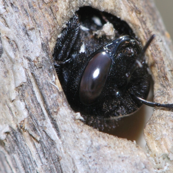 Keine Angst vor grauen St&auml;ngel &ndash; Wie Sie St&auml;ngelnistern helfen k&ouml;nnen