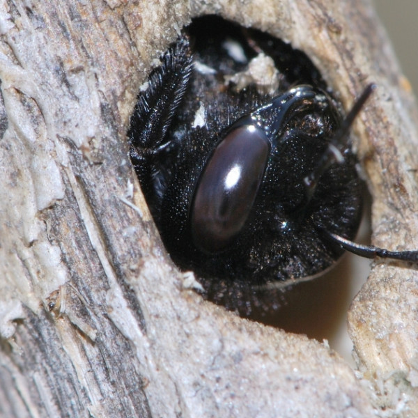 Keine Angst vor grauen St&auml;ngel &ndash; Wie Sie St&auml;ngelnistern helfen k&ouml;nnen