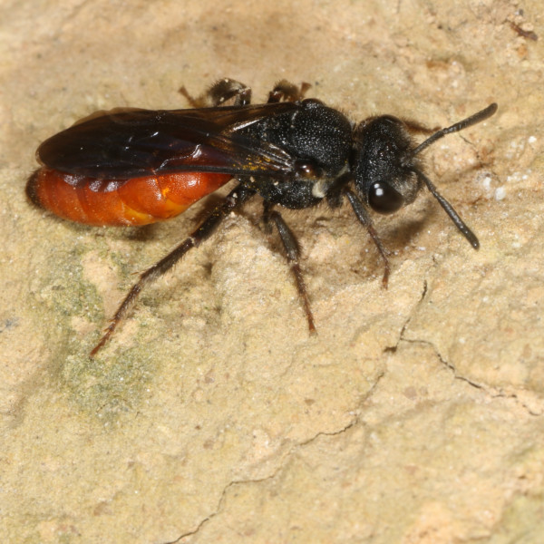 Kuckucksbienen – Vielfalt im Bienengarten