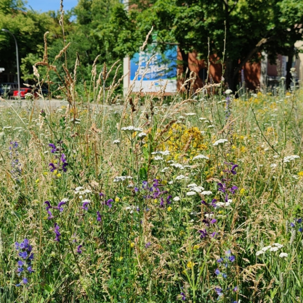 &bdquo;Mehr Bienen f&uuml;r Berlin &ndash; Berlin bl&uuml;ht auf!&ldquo; geht in die n&auml;chste Phase