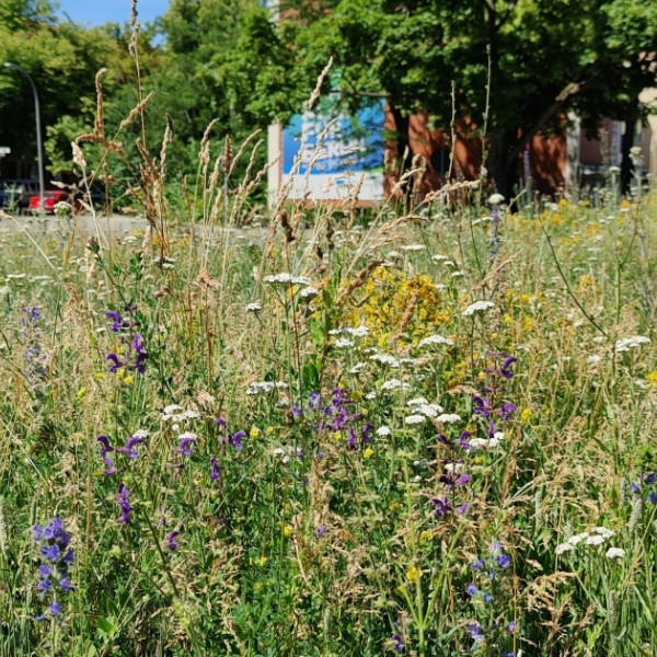 „Mehr Bienen für Berlin – Berlin blüht auf!“ geht in die nächste Phase