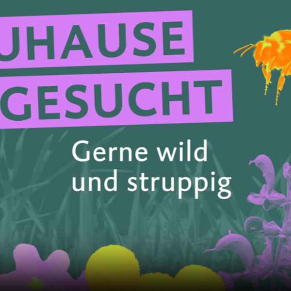 „Mehr Bienen für Berlin – Berlin blüht auf!“: Wie das Wildbienenprojekt die Hauptstadt aufblühen lässt