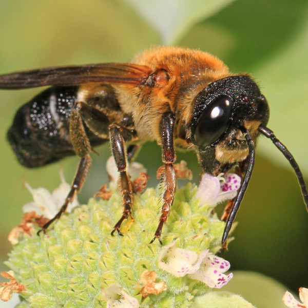 Neozoen &ndash; exotische Neueinwanderer auch bei den Bienen