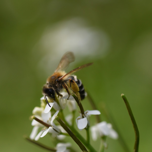 Neue Rote Liste der Wildbienen in Berlin ver&ouml;ffentlicht