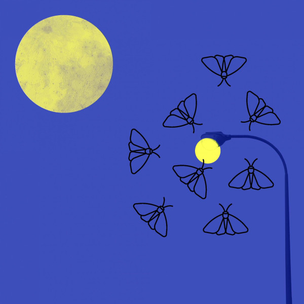 Neue Schmetterlings-Rallyes durch Berlin