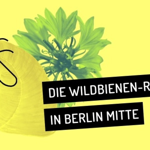 Neue Wildbienen-Rallye durch die Hauptstadt