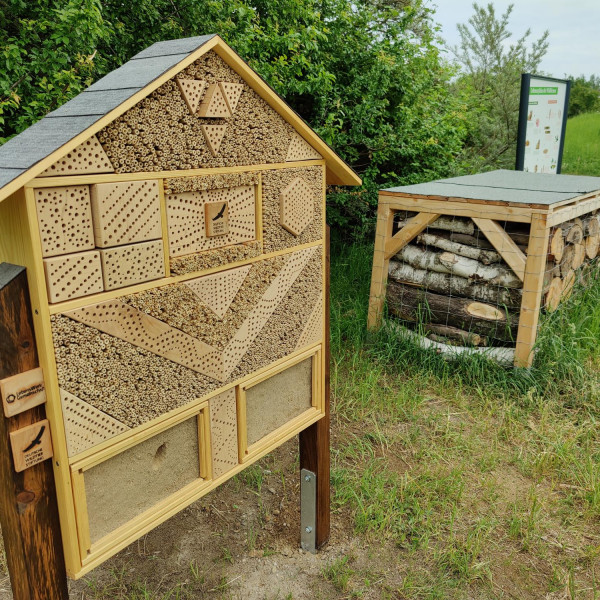 Niststrukturen schaffen: Bedrohte Wildbienen