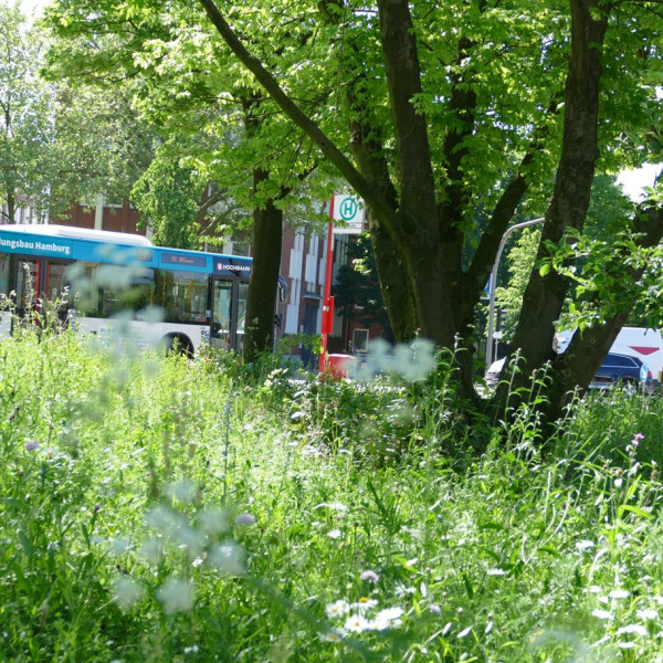 Pilotprojekt "Bl&uuml;hende Haltestellen" &ndash; Auf der Suche nach neuen geeigneten Standorten