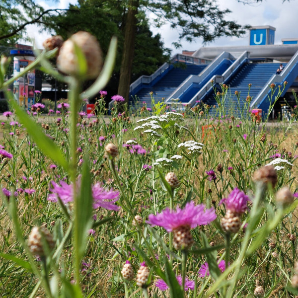 Pilotprojekt &bdquo;Bl&uuml;hende Haltestellen&ldquo;. Zeit f&uuml;r ein Fazit!
