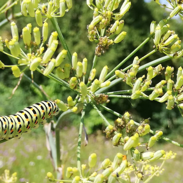 Schwalbenschwanz am Kissingenplatz
