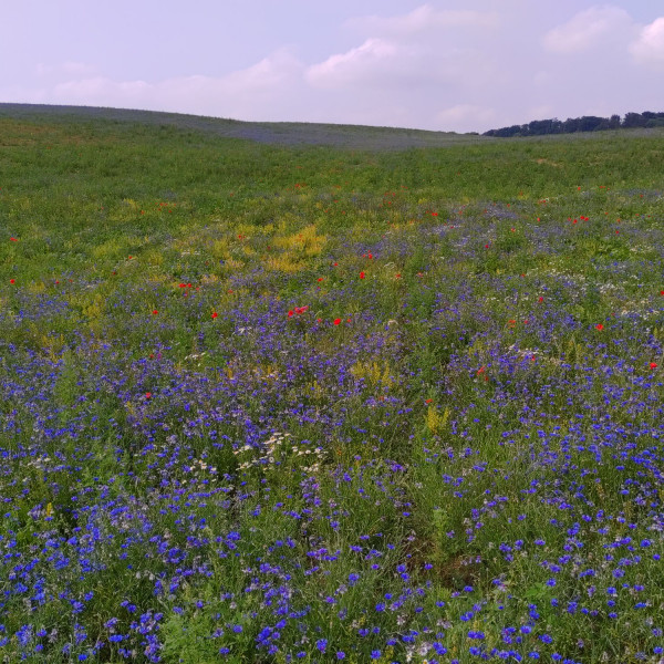 Top 5 beim European Bee Award 2025