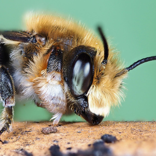 Die Garten-Blattschneiderbiene: Wildbiene des Jahres 2025