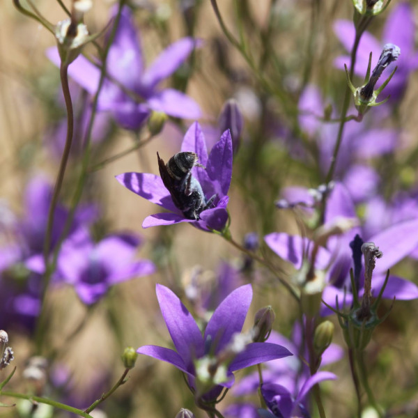 Die Glockenblumen-Schmalbiene: Wildbiene des Jahres 2026