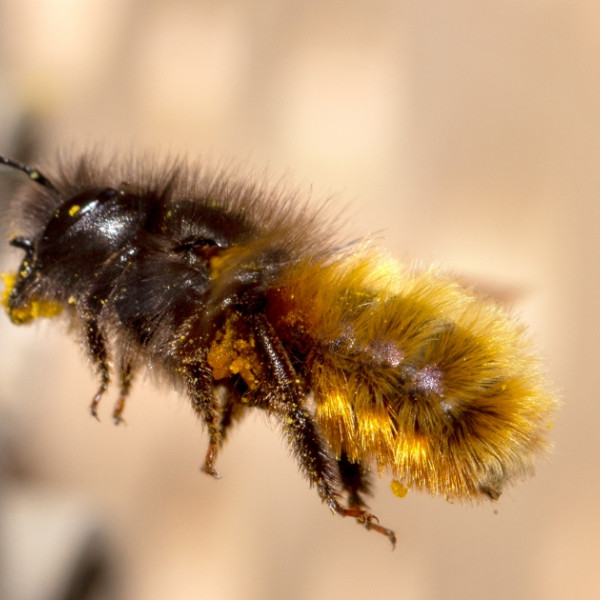 Wildbienen als tollste Wildtiere Berlins ausgezeichnet