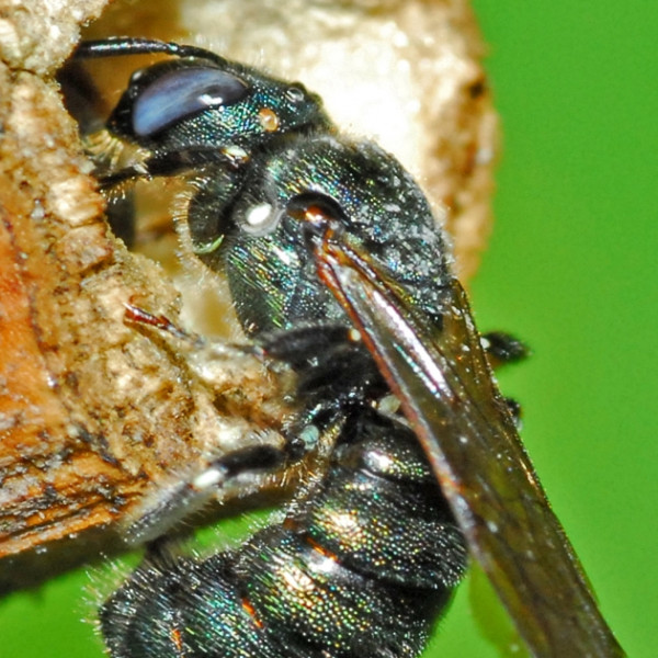 Wildbienen im Garten f&ouml;rdern und sch&uuml;tzen