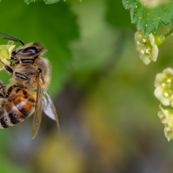 Wildbienen und Honigbienen &ndash; Konkurrenz um knappe Ressourcen