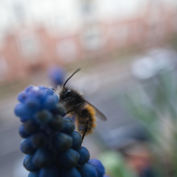 Machen wir Berlin zur Wildbienenhauptstadt!