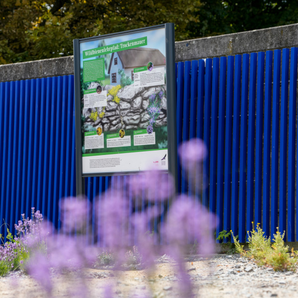Wildbienenlehrpfad im Spreebogenpark blüht erneut auf!