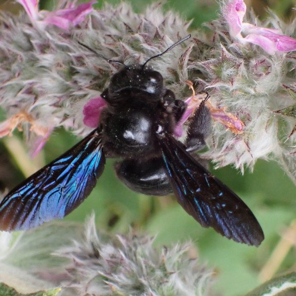 Winterg&auml;ste in Holz und St&auml;ngeln