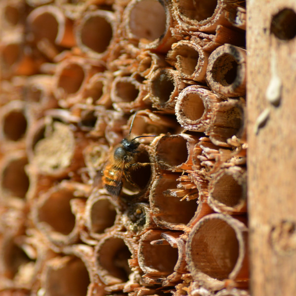 Wo wohnen Wildbienen? Spannende Antworten im neuen Kakadu-Podcast