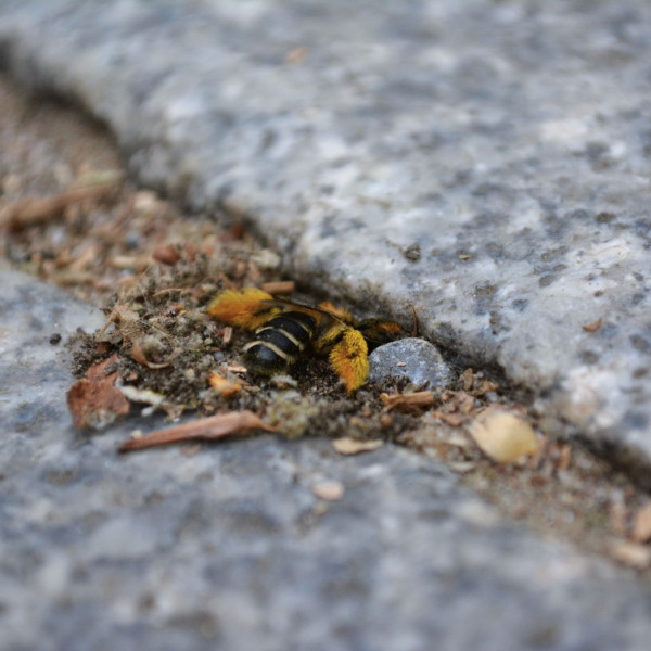 Zu Hause zwischen Steinplatten