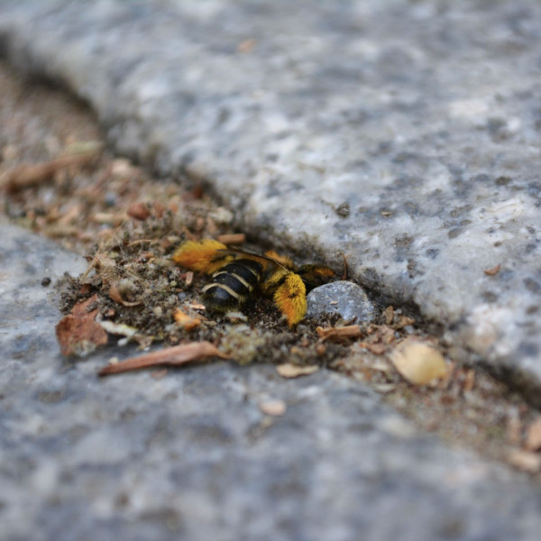 Zu Hause zwischen Steinplatten