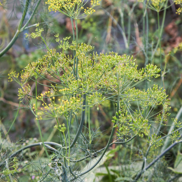 Dill