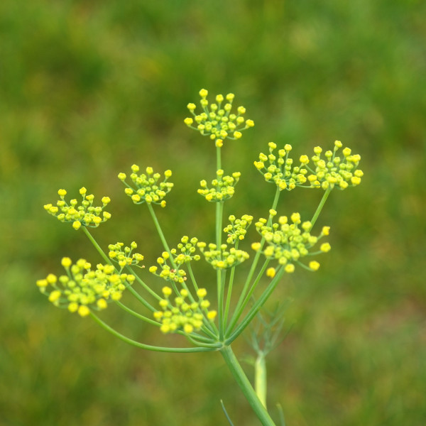Fenchel