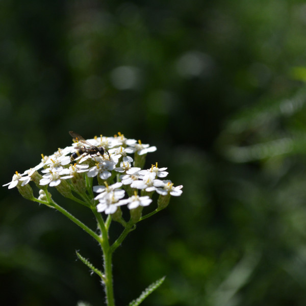 Gew&ouml;hnliche Schafgarbe