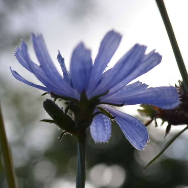 Gew&ouml;hnliche Wegwarte