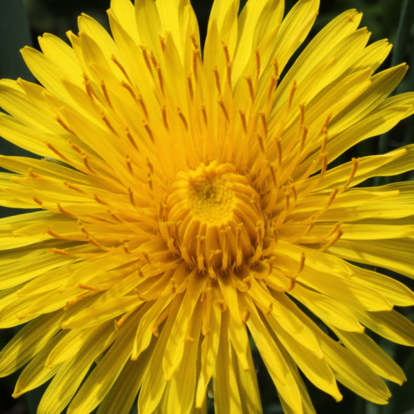 Gew&ouml;hnlicher L&ouml;wenzahn